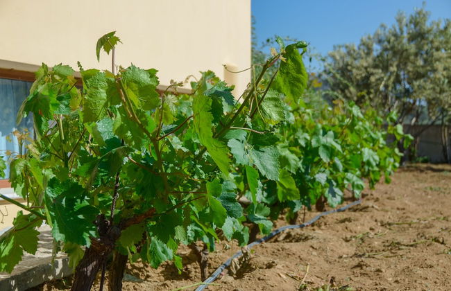 Naxos Cottage - Foto 47