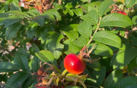 Różana Zagroda Agroturystyka - Foto 21