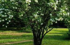 Moulin de charme - Photo 46