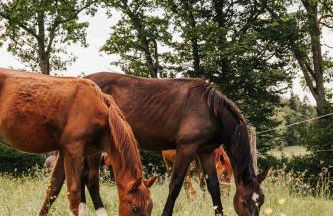 Chalet Zugspitze, Kamin, Tiere - Foto 31