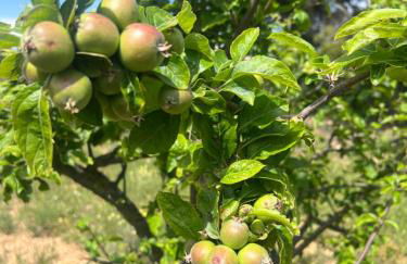 B&B Masia Katmandú - Foto 59