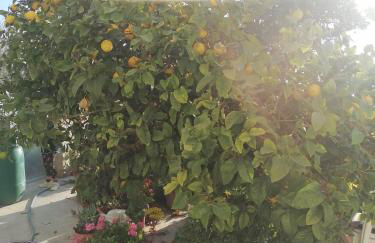 Maria's cottage house - Photo 20