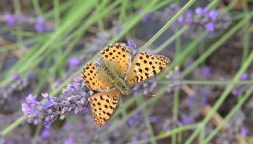Ferienwohnung am Netzener See - Foto 4