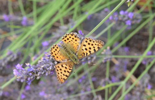Ferienwohnung am Netzener See - Foto 4