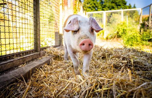 Waldblick Ferienhof Wolschendorf - Foto 18