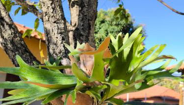 Sítio Jaboticatubas - Foto 3