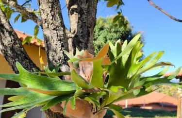 Sítio Jaboticatubas - Foto 3