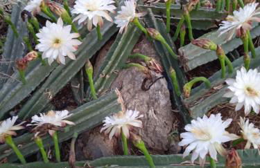 Pontinos Villa - Photo 48