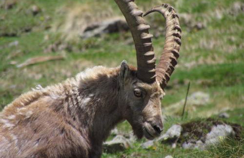 Residence Cavallino - Foto 19