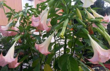 Helle 70 qm Ferienwohnung mit herrlichem Blick - Foto 39