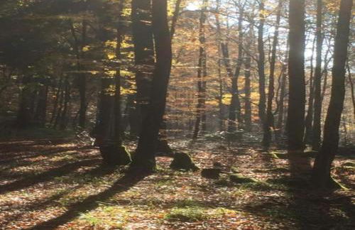Ferienhaus mit Wellnessbereich in Elend - Foto 35