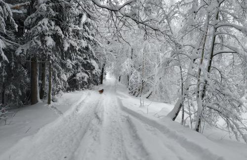 Domek w Bieńkówce - Foto 13