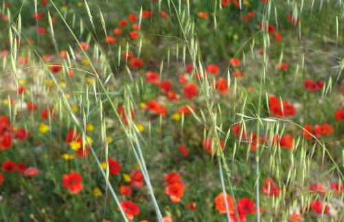 Agriturismo Baglio San Nicola - Foto 104