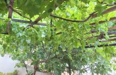 Apartman Legac - Foto 2