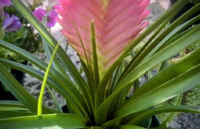 REFUGIO DO SAGRADO MORERE Tropical Lodge - A Casa do Vigía - Foto 75