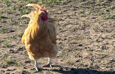 The Lodge - Photo 59