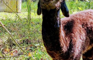 Dworek pod Liwoczem - Foto 48