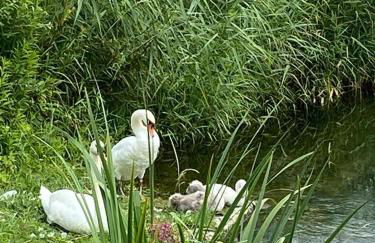 Entzückende Traumwohnung - nur 5min vom Europa-Park! - Foto 30