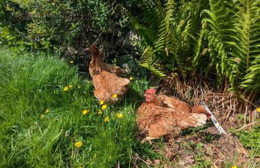 Panoramic Mountain Retreat - Waen Fechan - 4x4 access only - Foto 28