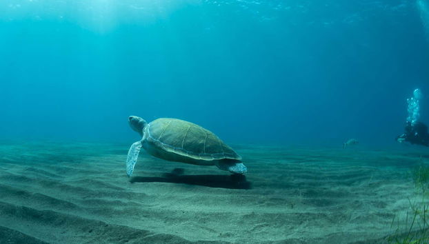 Scuba Diving in Abades - Foto 5