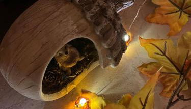 Ferienwohnung Zum Drachenfels - Foto 2