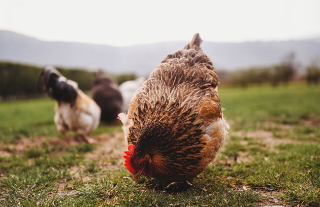 Erw Glas Glamping and Camping - Photo 68