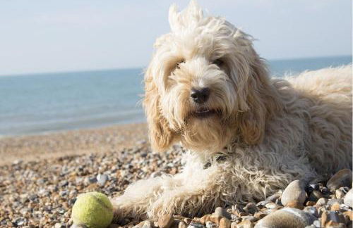Insel-Reetkate auf Fehmarn - Foto 9