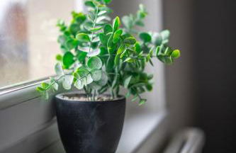 Caledonia Apartment - Photo 6