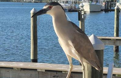 Beach Condo - Photo 75