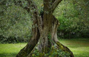 Borgo Lucignanello Bandini - Foto 49