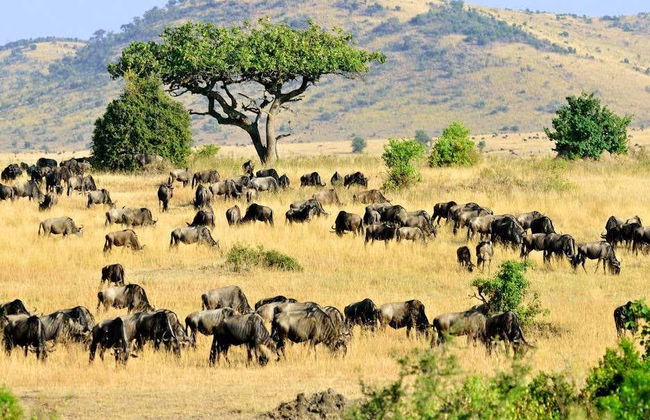 Safari de 7 días por Masái Mara, Amboseli, Hell's Gate y Lago Nakuru - Foto 6