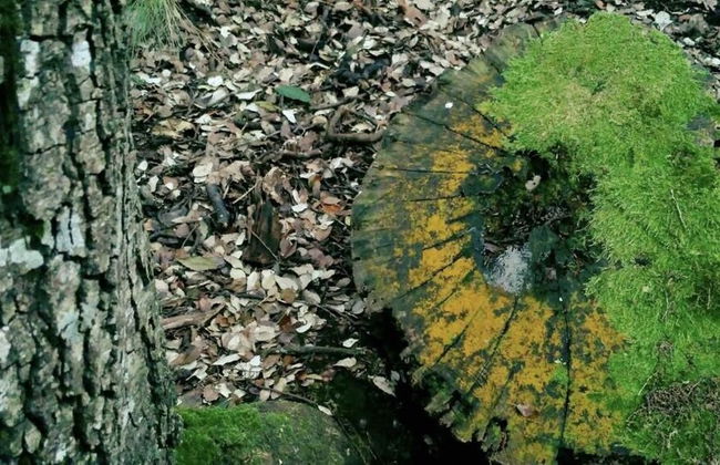 Bosque de Cuevas - Foto 48