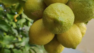 Angolo Azzurro - Foto 5