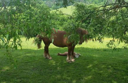 Pastelova Krova - domki w Bieszczadach - Foto 13
