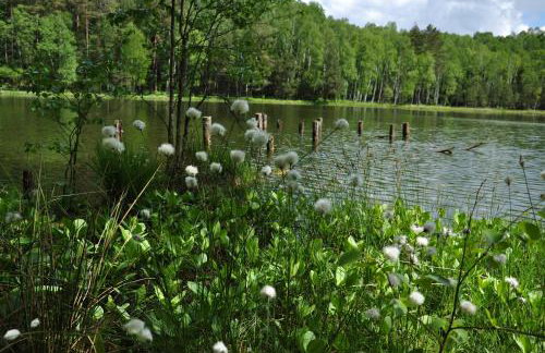 Forreset - leśny reset - Foto 32