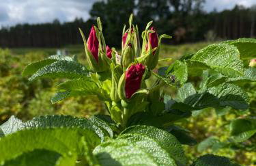 Różana Zagroda Agroturystyka - Foto 20