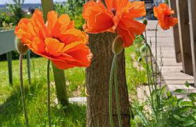 Aloha Annaberg - Foto 25