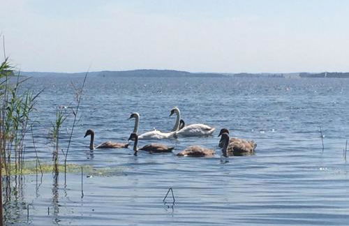 Breeger Boddenhuus - Foto 3