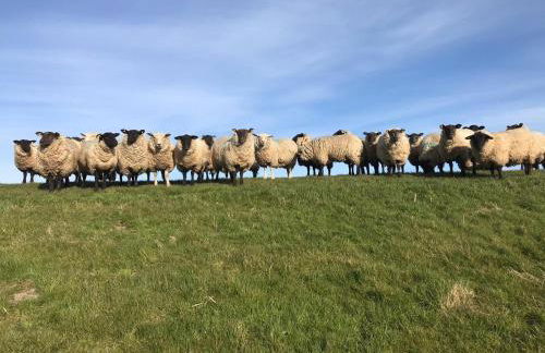 Ferienhof Anke Thiede - Foto 13