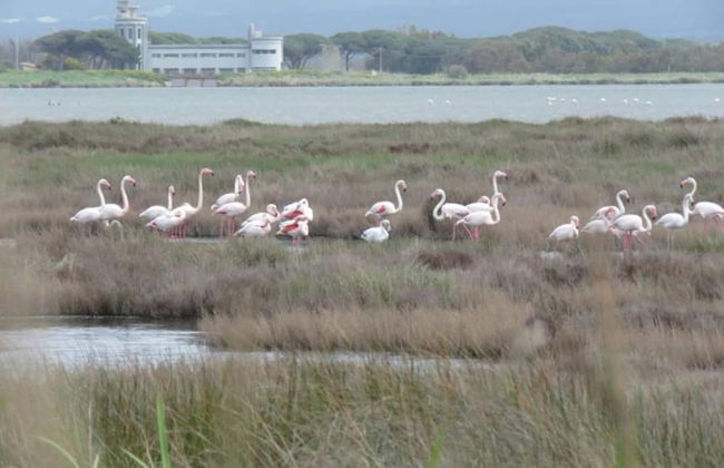 Holiday Home in Arborea With Pools & Spa - Foto 34