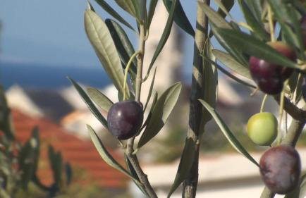 Apartment Lara Pisak - Foto 13