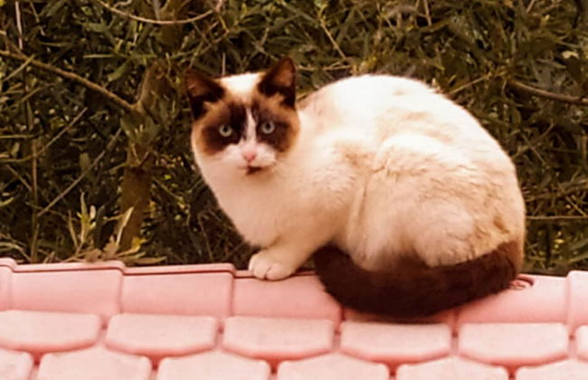 Da Tilli alla Fornace - Foto 62