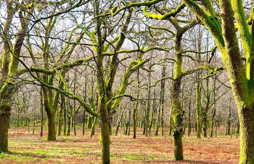 Cozy studio with mountain view - 20 m² - Águeda - Foto 52