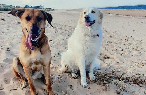 Dune Cottage - Foto 14