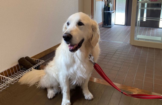 Hakuba Powder Mountain - Foto 76