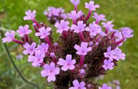 1 Tyskie Apartamenty z prywatnym ogródkiem - Foto 16