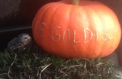 Ferienwohnungen In de goldisch Luft - Foto 56