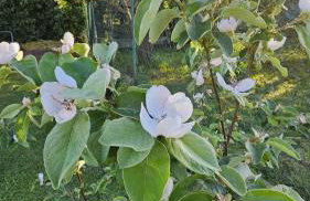 Appartamento da Vjeri - Foto 27