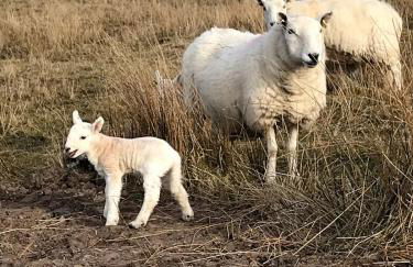 Faltban Highland Cabin in Oldshoremore - Foto 25