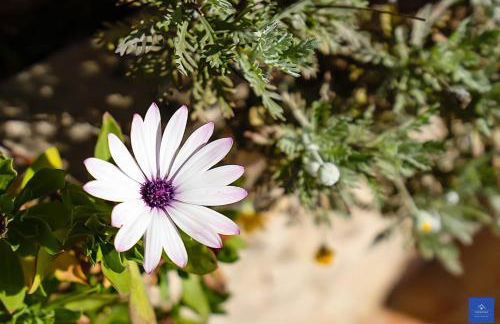 Casa Carob - Foto 43